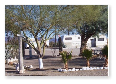 Several rvs behind trees at Dreamers RV Park in Salome, Arizona.